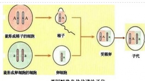 双胞胎，一样也不一样