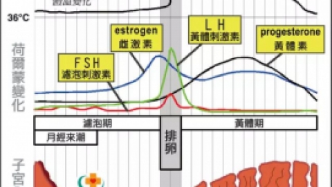 【黄体期】什么是黄体期