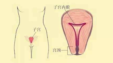 清宫手术导致子宫内膜薄，厚度恢复时间为1个月
