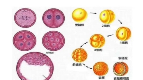 建议养囊，那囊胚移植成功率到底有多高?