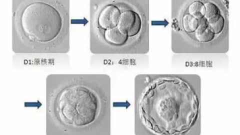 为什么医生都建议养囊，囊胚移植成功率有多高？