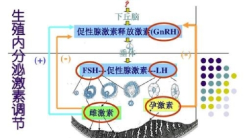 性激素检查报告到底看哪些东西？